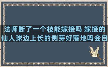 法师断了一个枝能嫁接吗 嫁接的仙人球边上长的侧芽好落地吗会自己生根吗